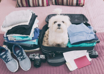 Pet-Friendly Stays: Furry Friends Welcome