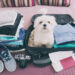 Pet-Friendly Stays: Furry Friends Welcome
